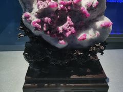 -中国地质博物馆