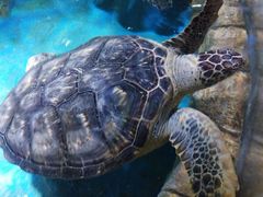 -多彩贵州城极地海洋世界