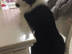 -瑞鹏宠物医院·爱宠堂·骨外专科(西荷分院)