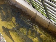 -华园农庄·特色炭烧鸡·北江河鲜