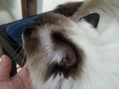 -鼓捣猫呢主题猫咖店