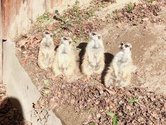 -上海野生动物园