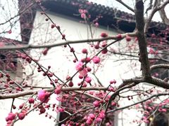 -杭州西湖柳莺里酒店·闻莺厅