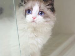 -猫十亿·布偶金渐层·曼基康矮脚猫舍(青年路店)