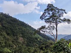 -海南热带雨林国家公园吊罗山景区
