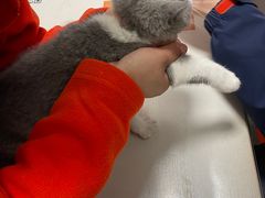 -伟伟宠物医院·瑞派猫友好医院·猫科(光谷店)