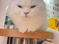 -MOCHA明星猫咖(田子坊店)