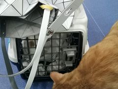 -佩兹宠物医院肿瘤专科·眼科·牙科(黄浦店)