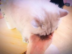 -李小姐の猫咖啡馆(五角场店)