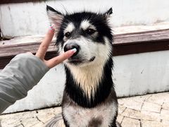 -汪说喵讲宠物乐园宠物酒店(红星美凯龙店)