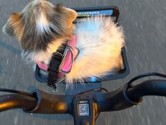 -宠物星动物医院·眼科·异宠·猫科(江南大道总院)