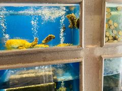 -食神鱼头佛跳墙(百子湾旗舰店)