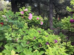 景点-景山公园