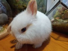 -吉丁鸟咖·异宠·寄养
