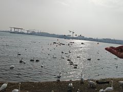 -烟墩角天鹅湖