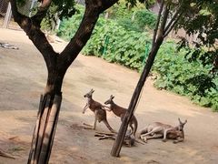 -石家庄市动物园