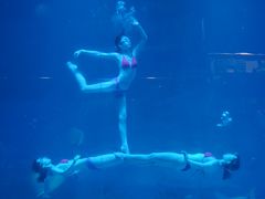 -烟台海昌鲸鲨海洋公园