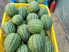 -庞各庄翠芳园西瓜蔬菜基地采摘园