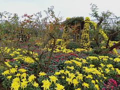 -都江堰玫瑰花溪谷