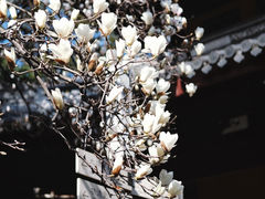 -龙华寺