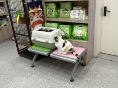 -四月宠物医院·猫专科·心脏专科·内科(转塘店)