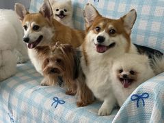 -汪说·狗咖·拼豆·宠物周边DIY(旺城大厦店)
