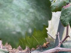 -马陆小张葡萄园农家乐