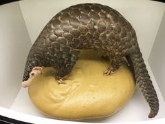 -台北故宫博物院