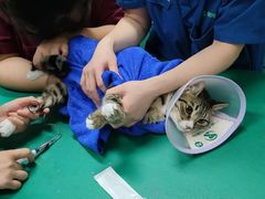 -瑞派申生动物医院·24H夜诊·国际动物医疗中心·骨外科(吴中路店)