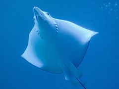 -贤花饭店(凯德店)