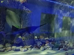 -东方巨龟苑景区