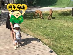 -北京鹿世界主题园