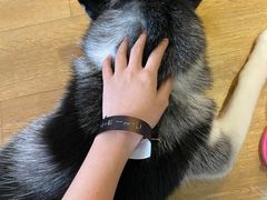 -Husky Go! 哈士奇体验馆·宠物咖啡厅狗咖