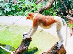 -广州长隆野生动物世界
