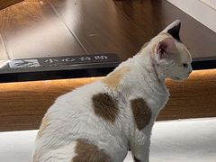 -琪喵猫屋·撸猫猫咖·猫舍