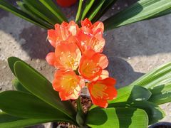 -中环花鸟鱼虫市场