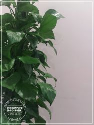 -时尚妈咪产后修复中心