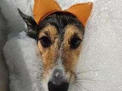 -PETKIT小佩宠物(古北店)