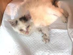 -A猫a狗全科·犬猫异宠·芥西宠物医院(南开总院)