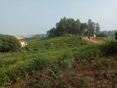 -杏花村文化旅游区