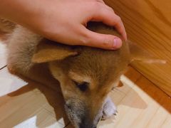 -喜柴咖啡·柴犬狗咖