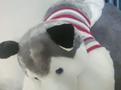 -PAWTOY爪e玩偶店(天兴罗斯福店)