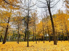 -古塔公园