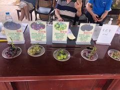 -马陆小张葡萄园农家乐