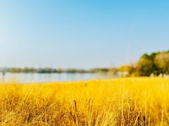 -贡湖湾湿地公园