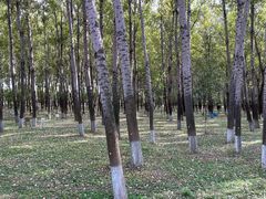 -汉石桥湿地公园