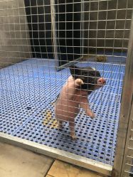 -萌宠亲子动物乐园(槐房万达店)