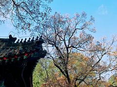 -香山公园