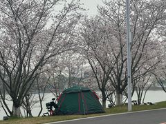 -羊山湖公园