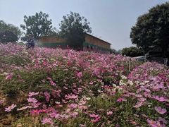 -松山湖梦幻百花洲